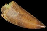 Raptor Tooth - Real Dinosaur Tooth #102711-1